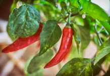 Growing Hot Pepper Plants