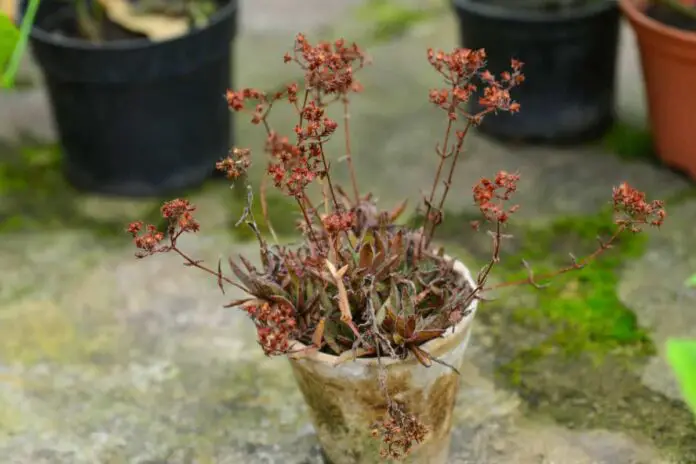 dead plants in pots