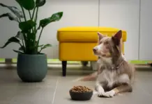 Food to Feed Dog