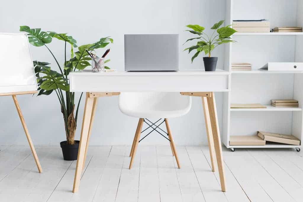Plant for Your Office Desk