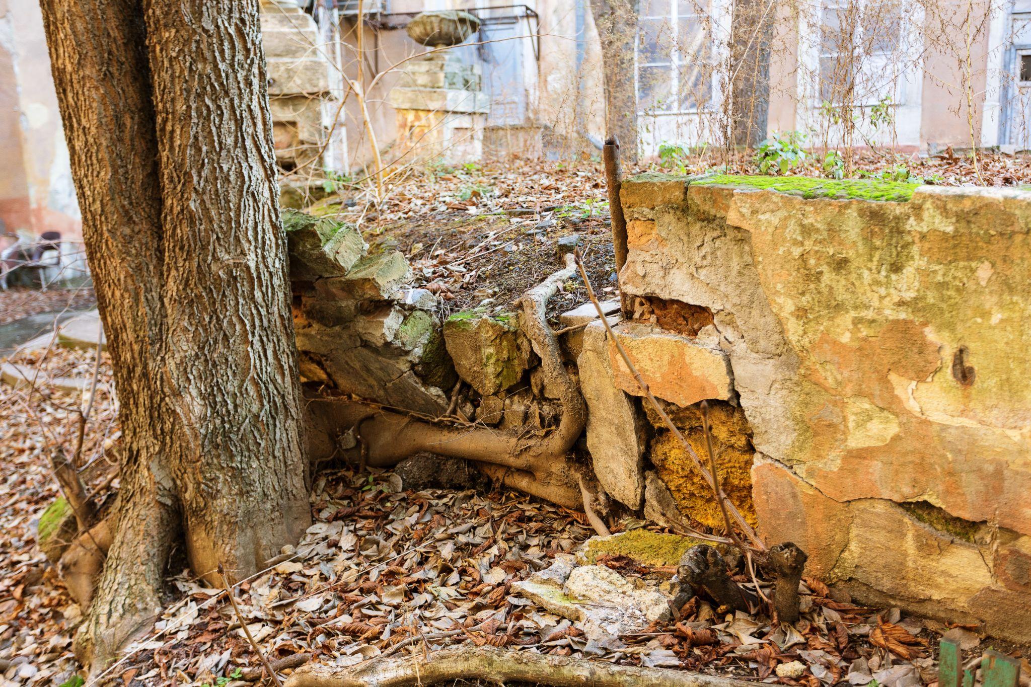 Dealing with Tree Roots: How to Prevent and Remove Them from Your Sewer Lines